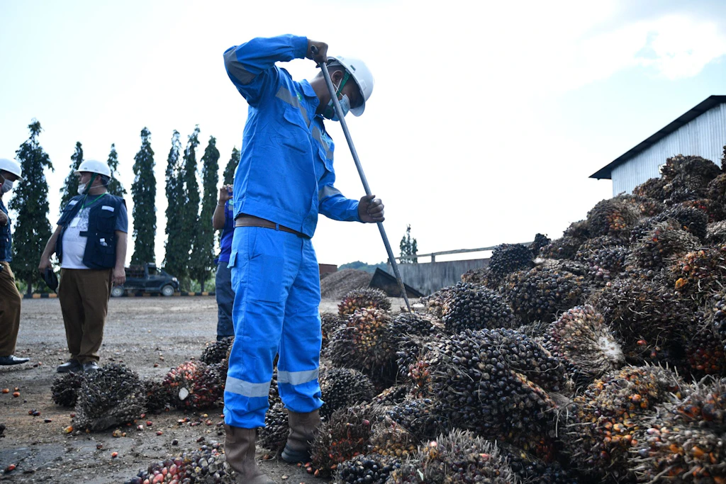 Fresh fruit bunches at a palm oil processing facility in Aceh participating in the SLPI programme for more sustainable production practices